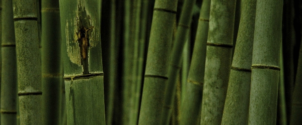 アントニン レーモンド設計の旧井上邸、現在は高崎哲学堂として市民に親しまれている